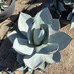 Agáva (Agave parryi) ´PARRYI ´ - výška 30-40 cm, ⌀ 50-60 cm, kont. C50L (-20°C)